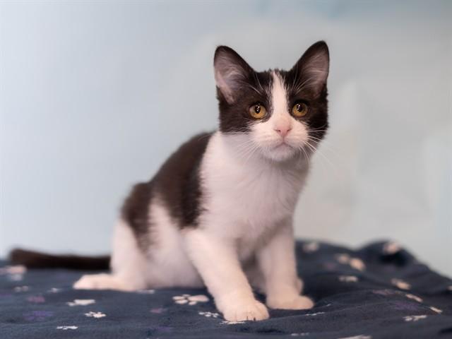 COOKIE, Adoptable, Kitten Female Domestic Short Hair.