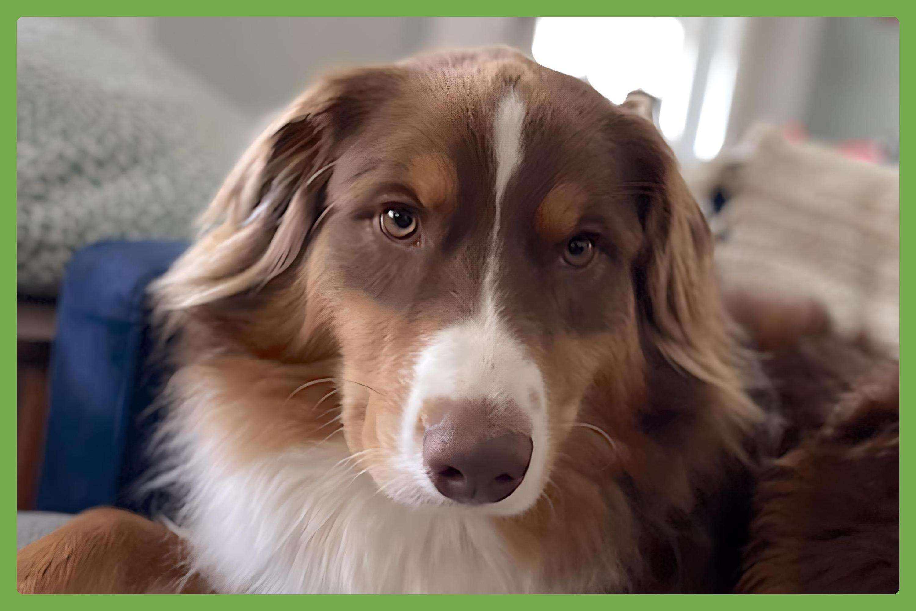 Chihuahua Humane Society Dogs For Adoption Near Me Free Dog For