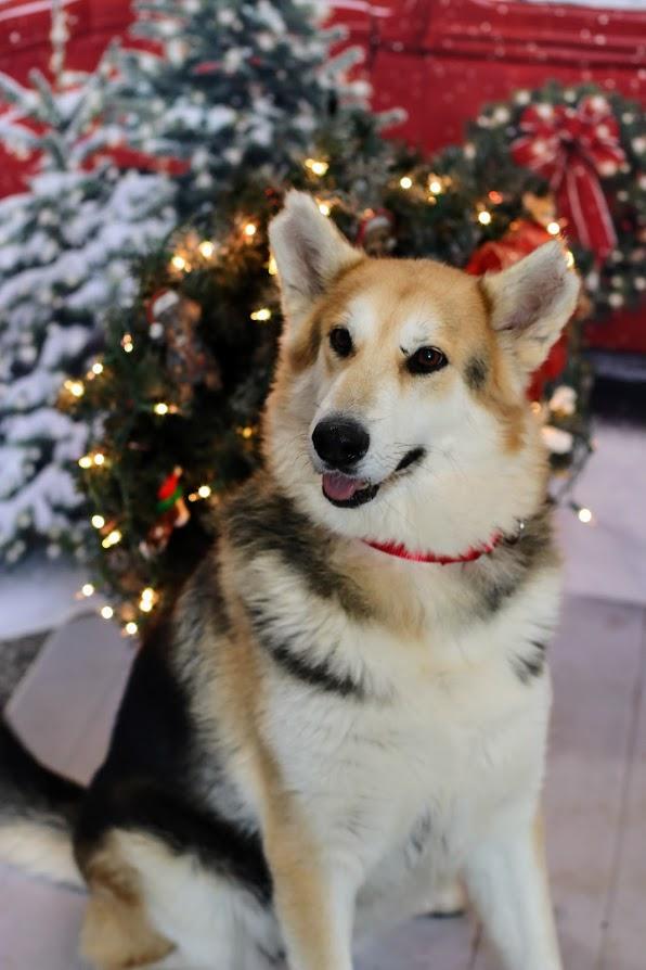 Enlarge Mya, a Adoptable mixed breed in Mclean, IL image 1/1