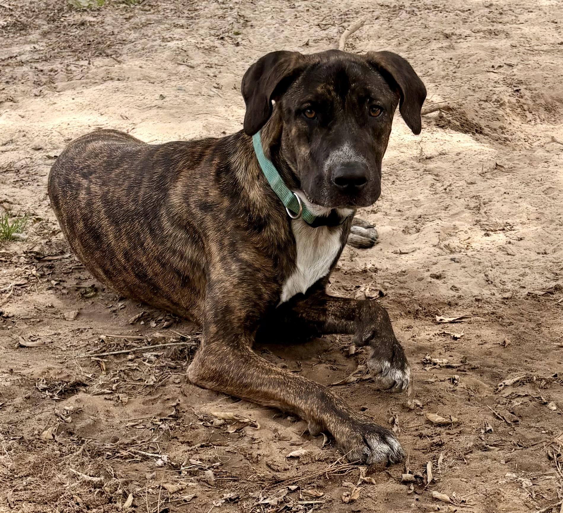 Enlarge Sweet Shadow, an adopted mixed breed in Marquette , MI image 2/5