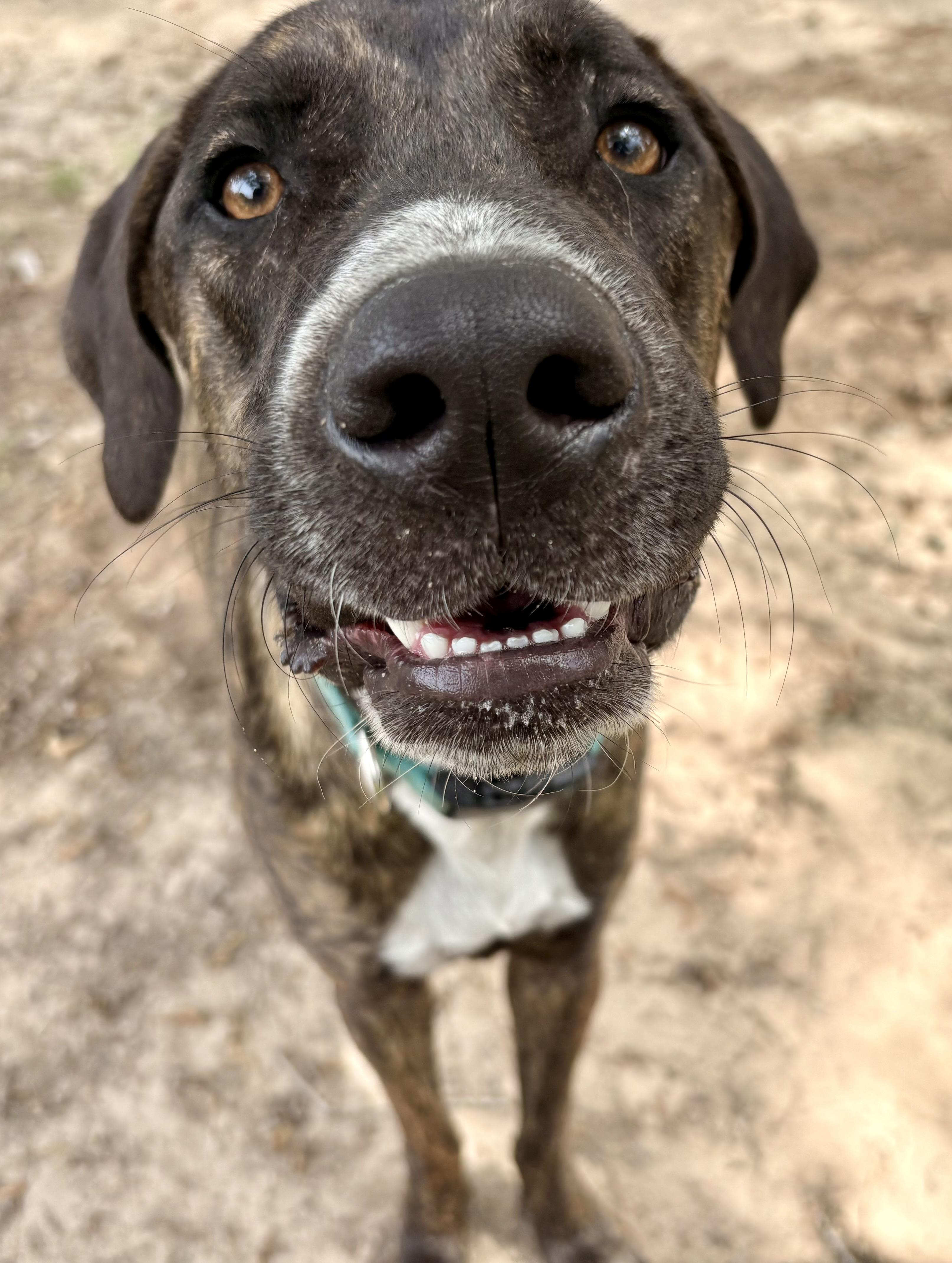 Enlarge Sweet Shadow, an adopted mixed breed in Marquette , MI image 5/5