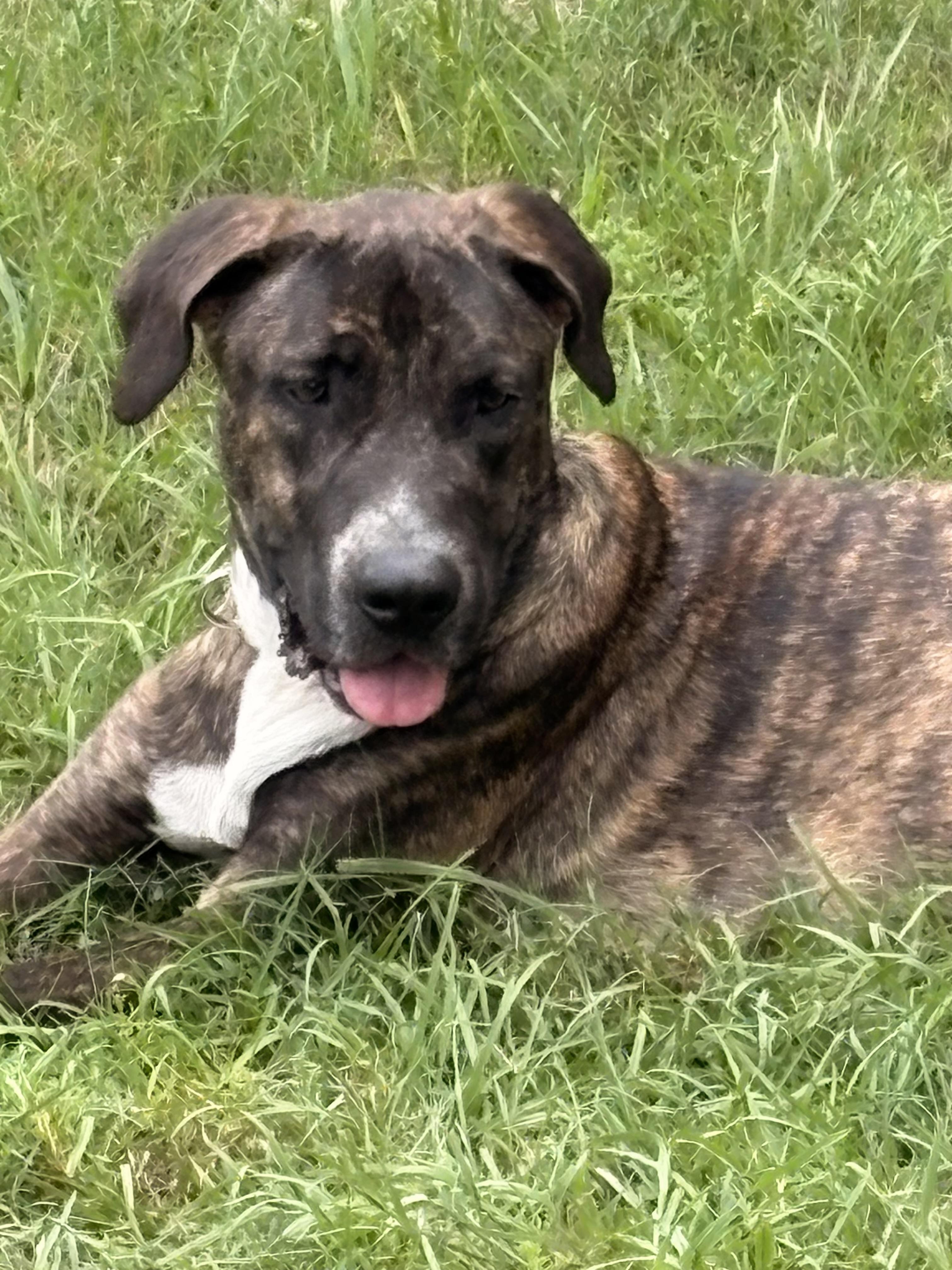 Enlarge Sweet Shadow, an adopted mixed breed in Marquette , MI image 1/5