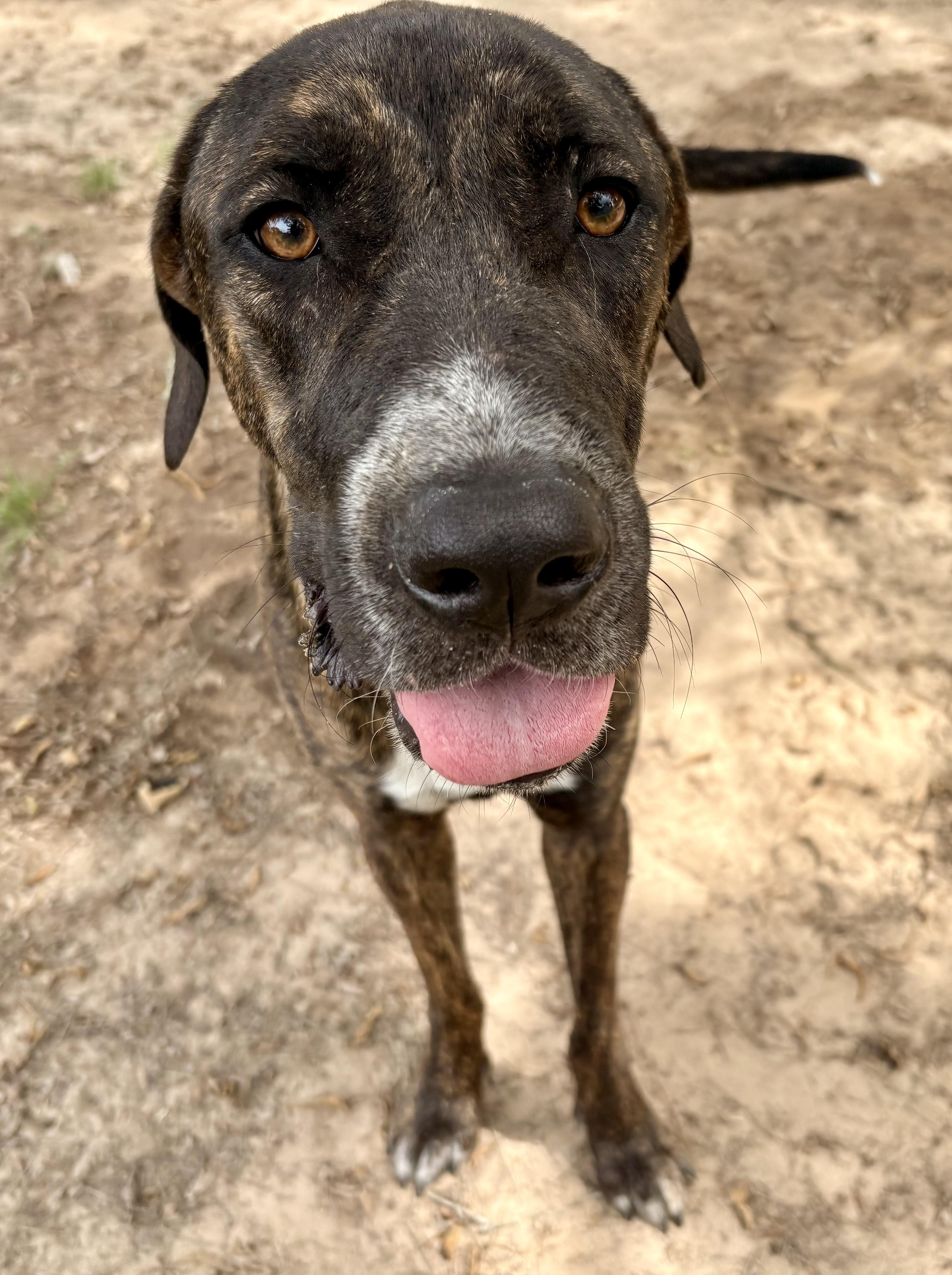 Enlarge Sweet Shadow, an adopted mixed breed in Marquette , MI image 4/5