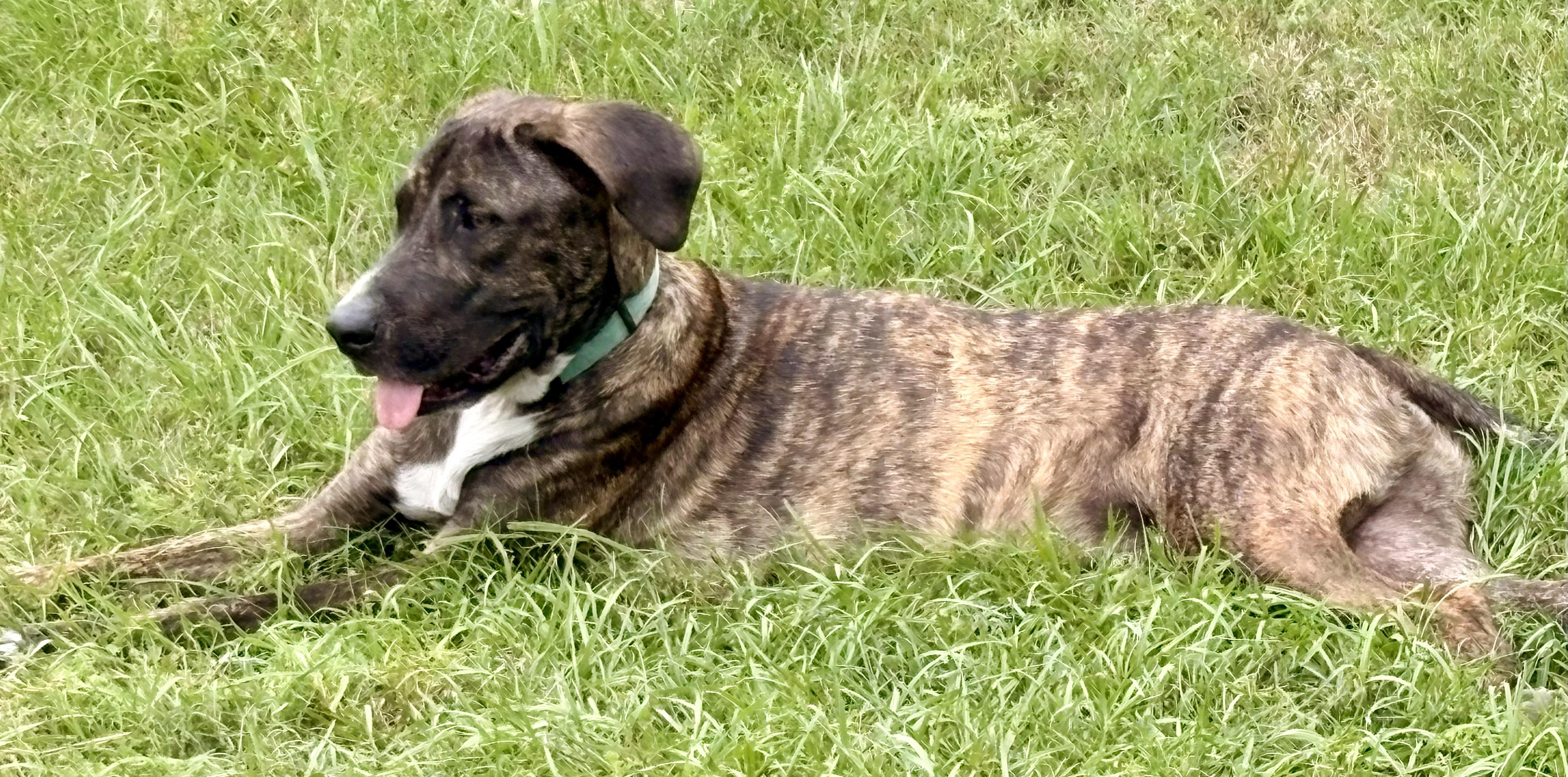 Enlarge Sweet Shadow, an adopted mixed breed in Marquette , MI image 3/5