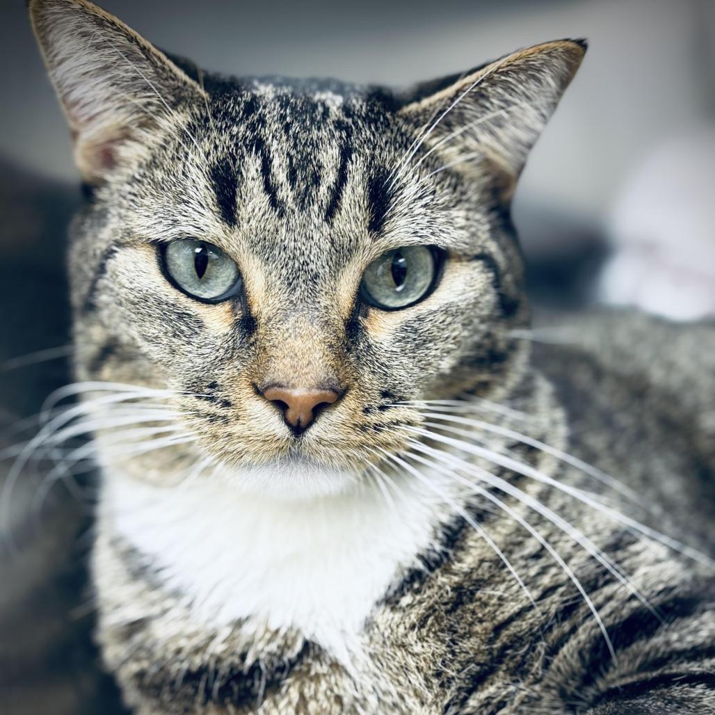 Enlarge Ollie, a Adoptable Domestic Short Hair in Denver, CO image 1/3