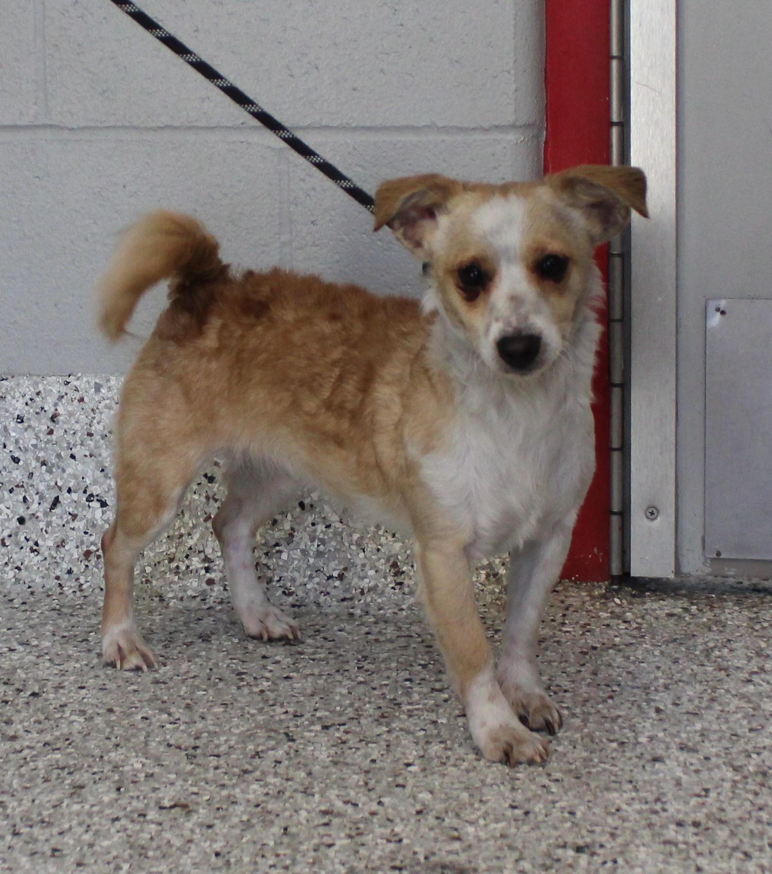 Marsha (11405), adopted, Adult Female Terrier.