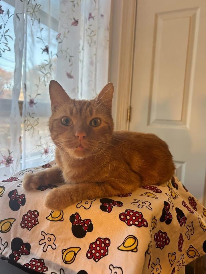 Phoenix, Adoptable, Adult Female American Shorthair.