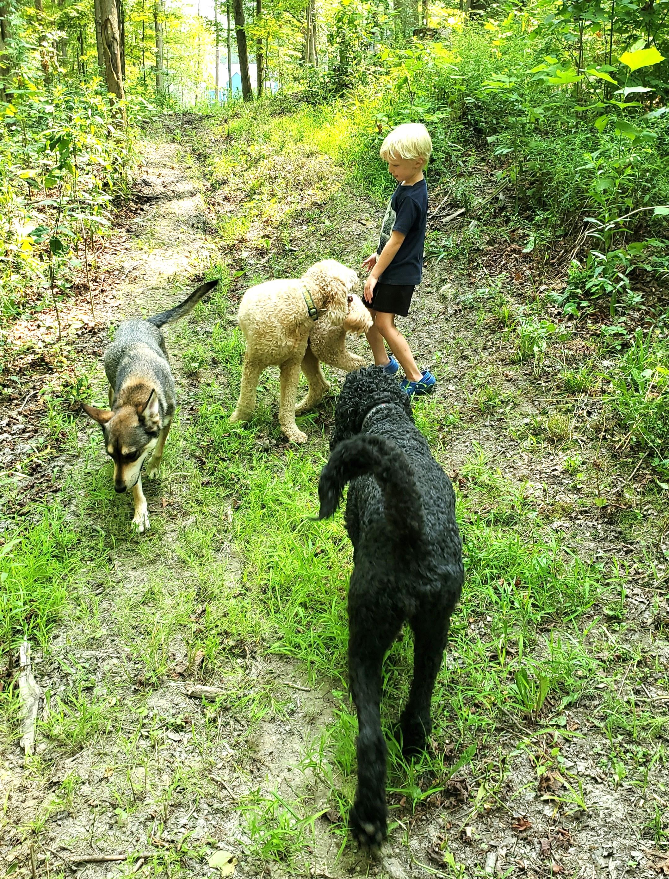 Emmy (silly sweetheart!), a Adoptable mixed breed in Ithaca, NY image 2/6