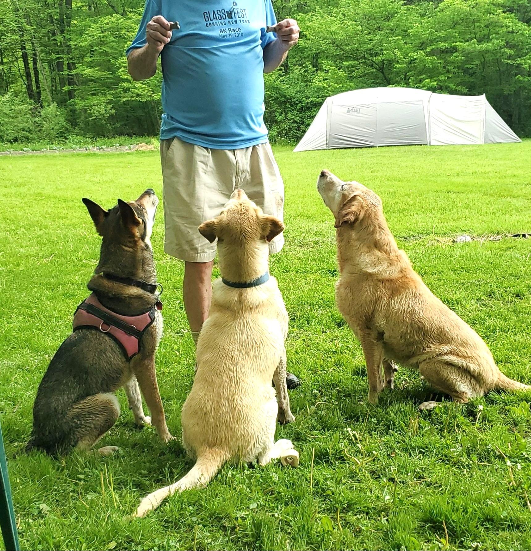 Emmy (silly sweetheart!), a Adoptable mixed breed in Ithaca, NY image 4/6