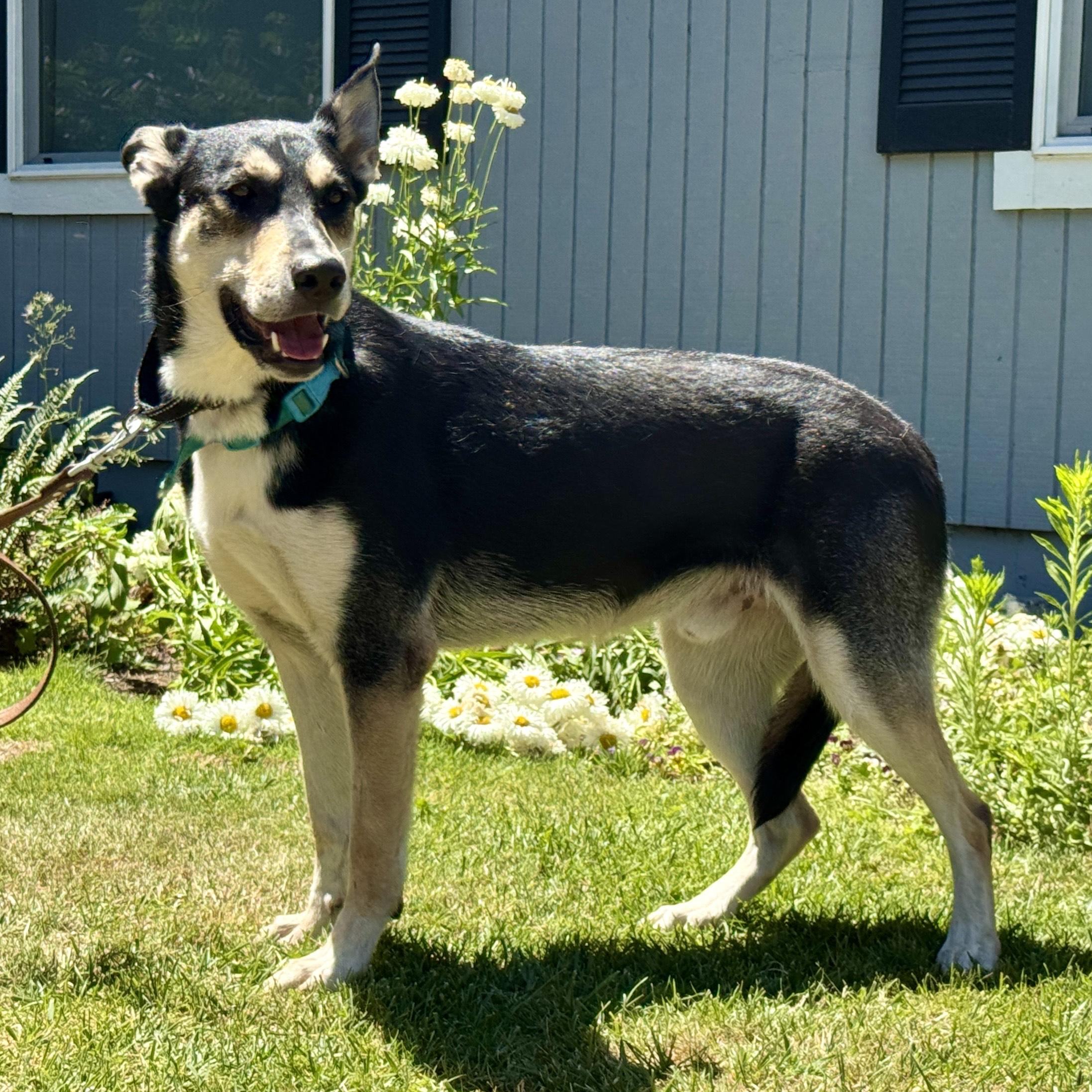 Bandit, an adoptable German Shepherd Dog in Silverton, OR, 97381 | Photo Image 1