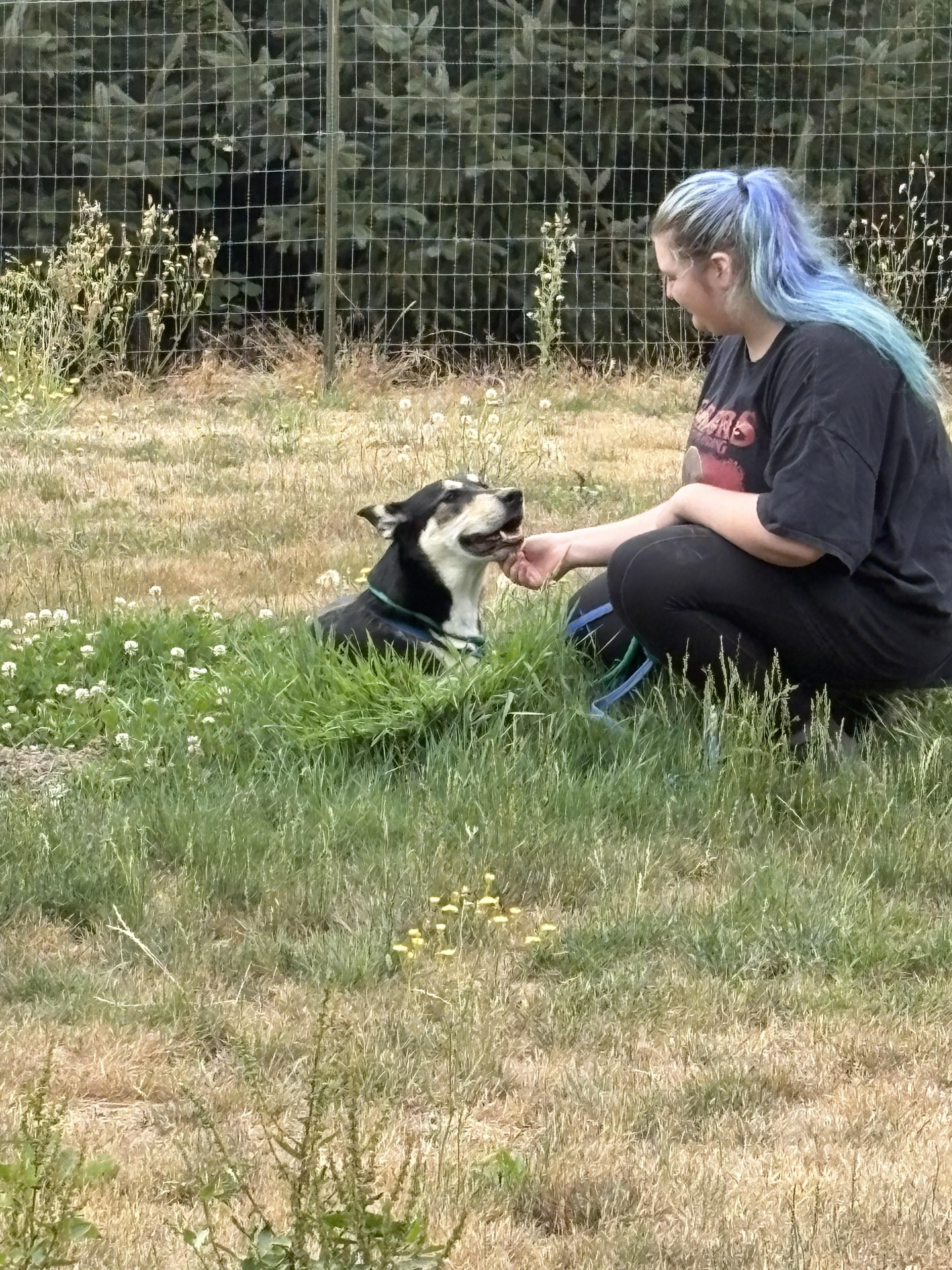 Bandit, an adoptable German Shepherd Dog in Silverton, OR, 97381 | Photo Image 2