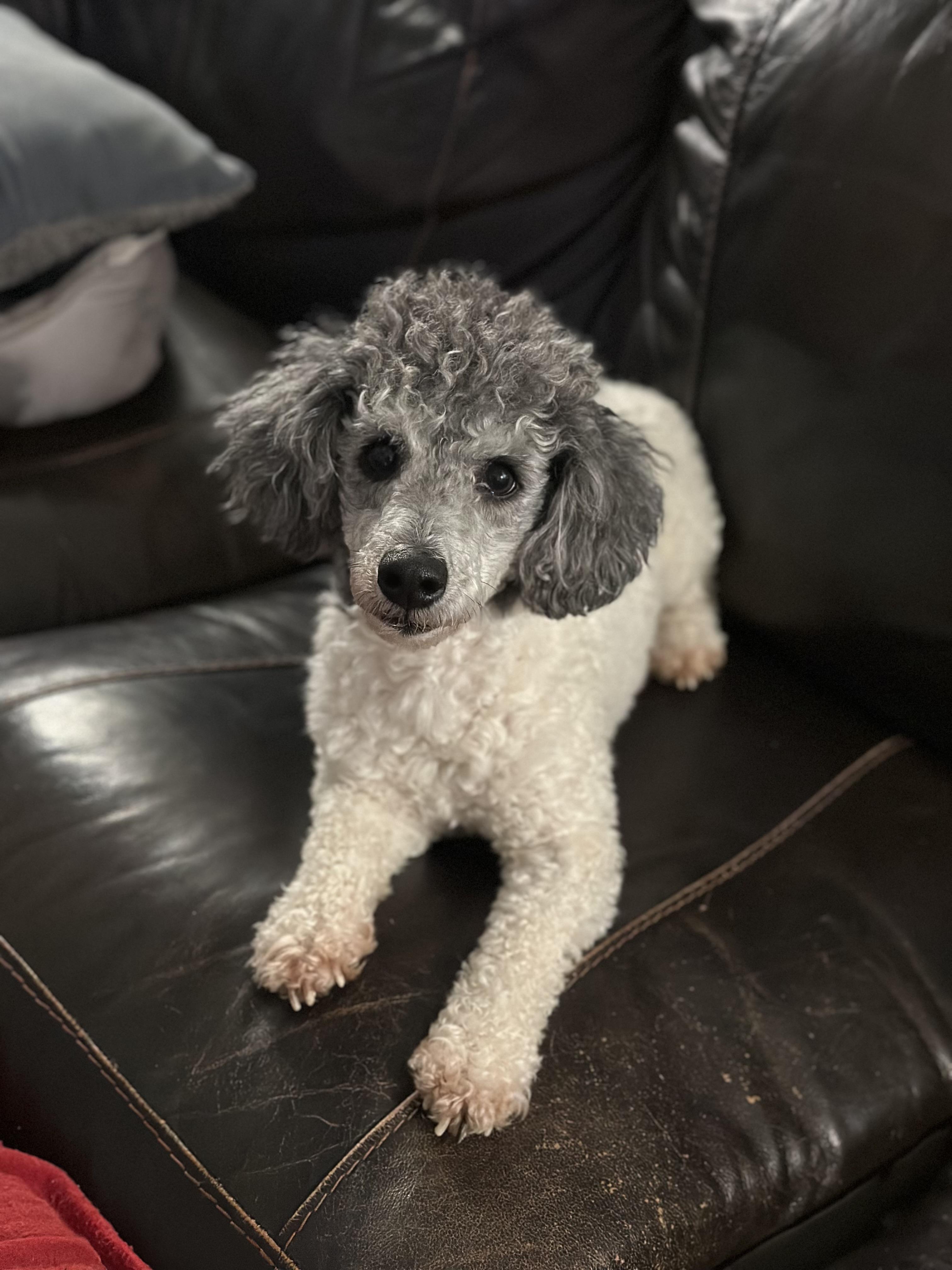 Enlarge Ernest, a ADOPTABLE Miniature Poodle in Atlanta, GA image 3/4