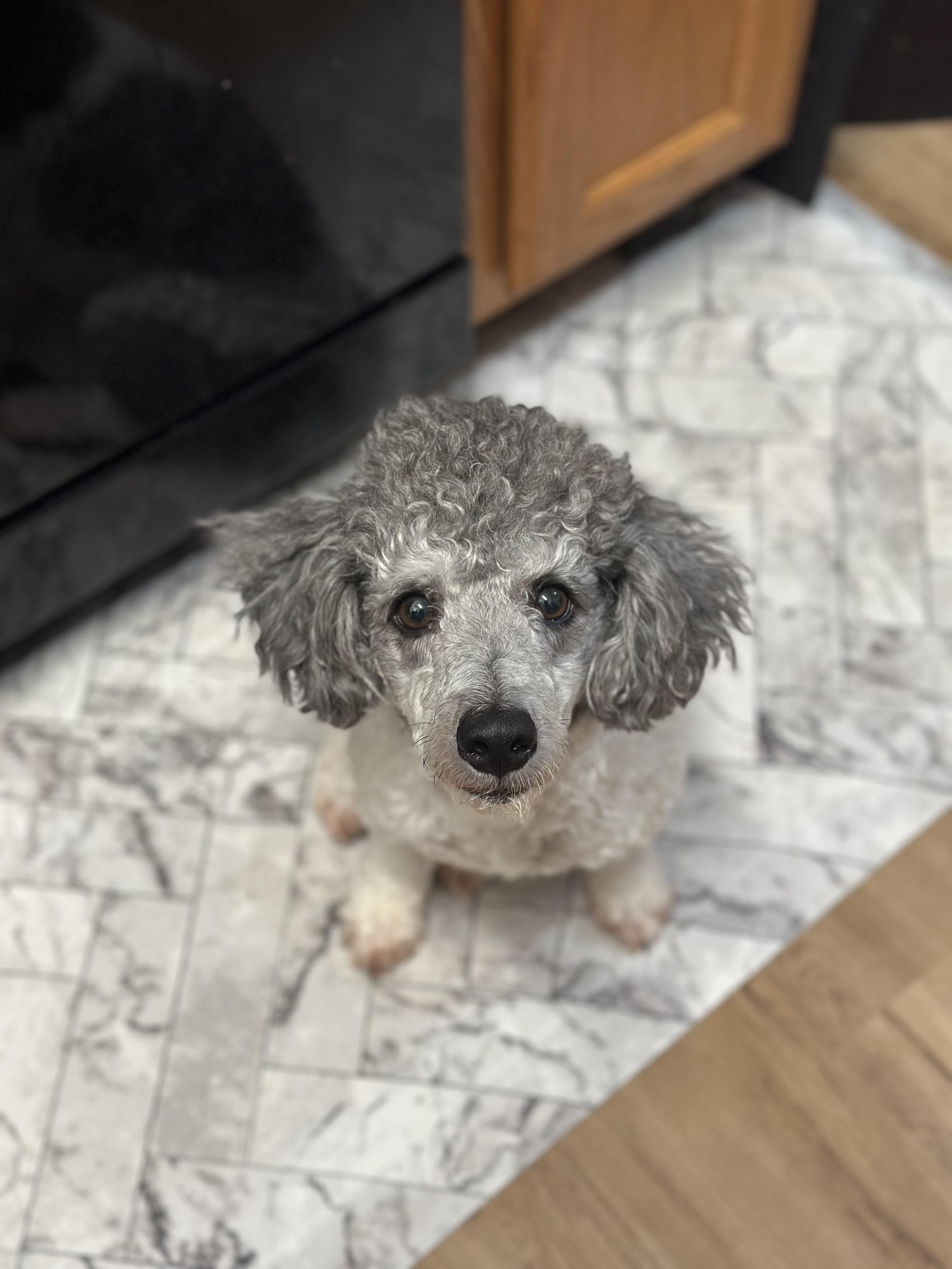 Enlarge Ernest, a ADOPTABLE Miniature Poodle in Atlanta, GA image 4/4