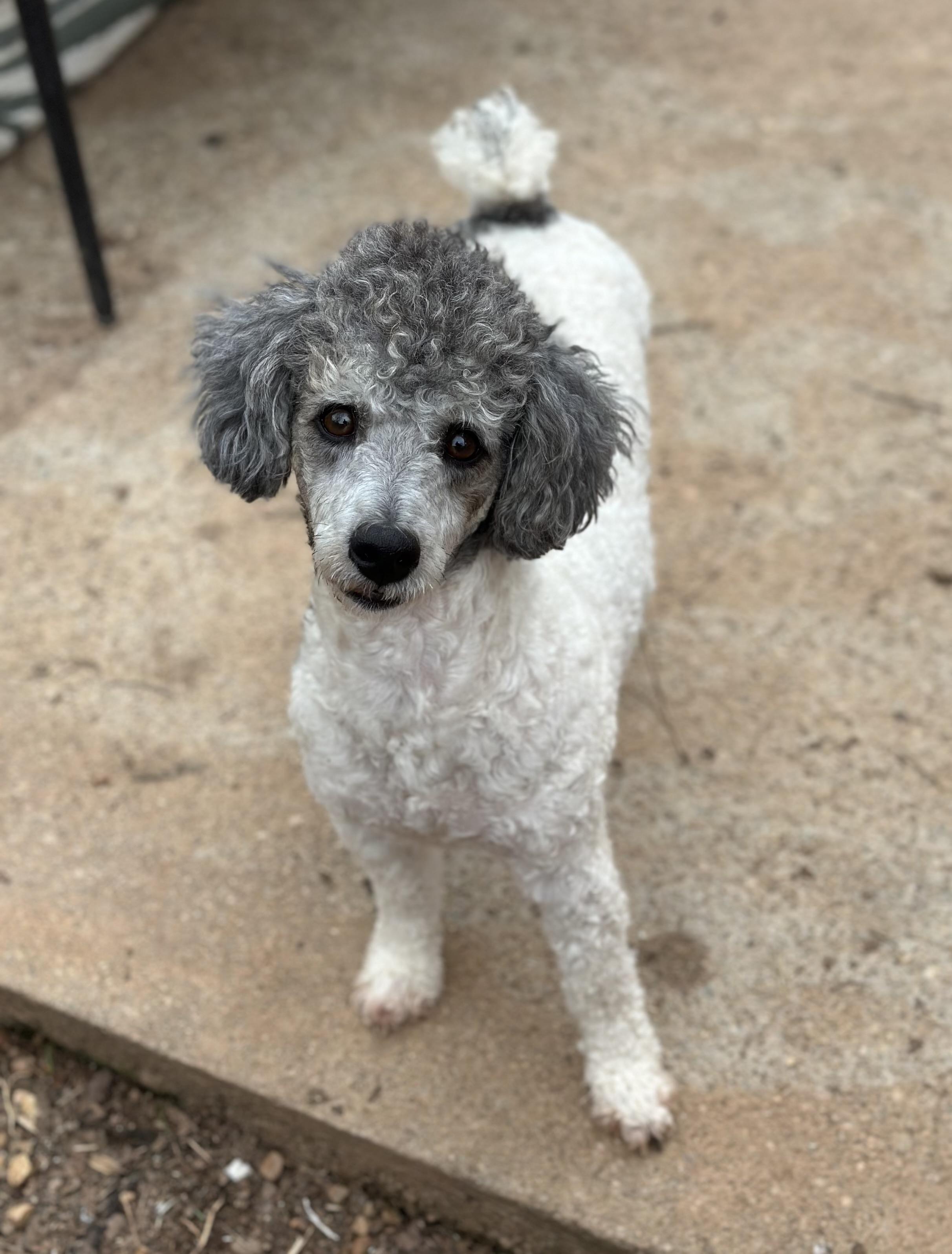 Ernest, ADOPTABLE, Young Male Miniature Poodle.