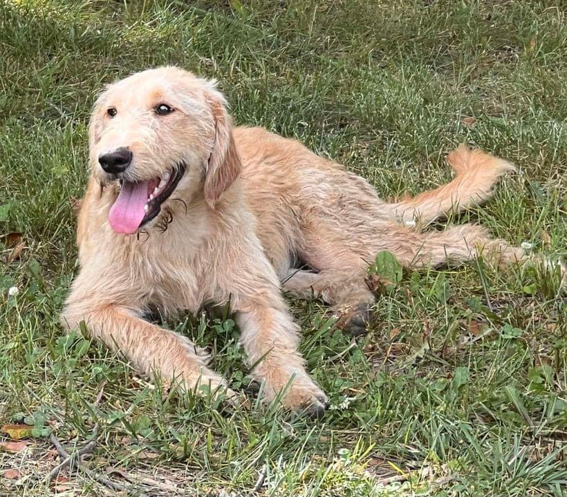Sally, Adopted, Adult Female Yellow Labrador Retriever & Golden Retriever.