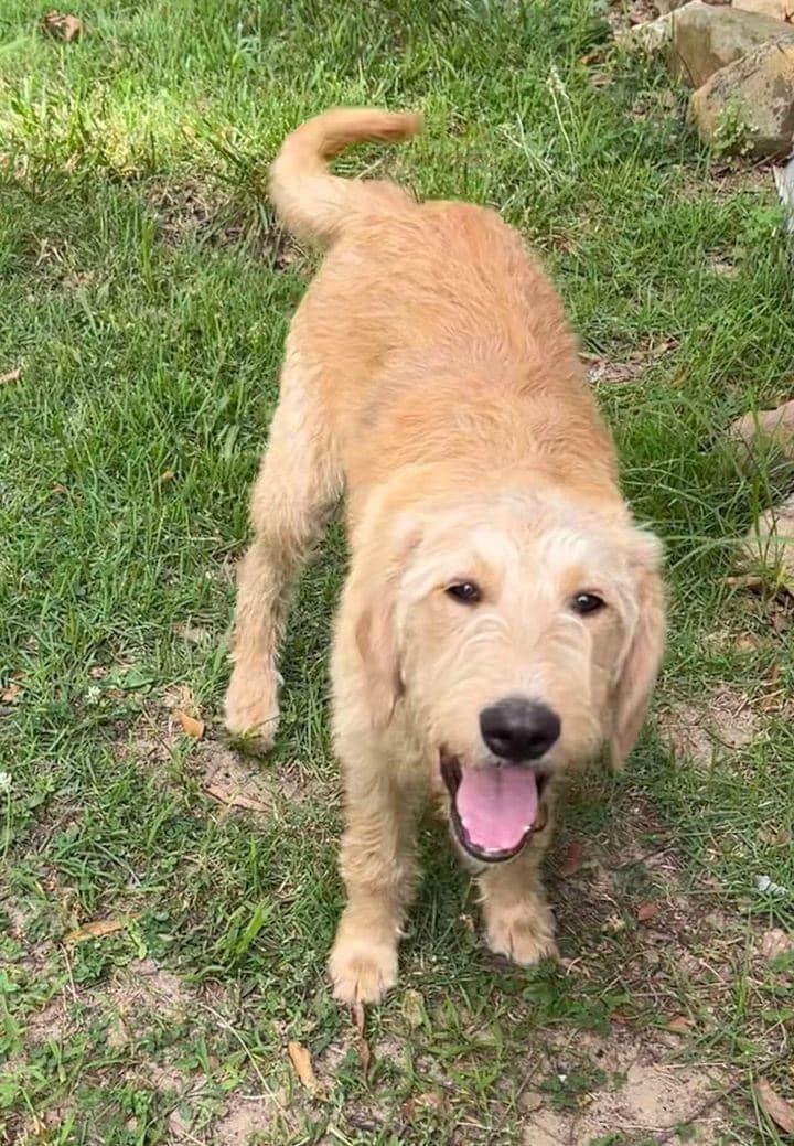 Sally, a Adopted mixed breed in Grant, AL image 2/3