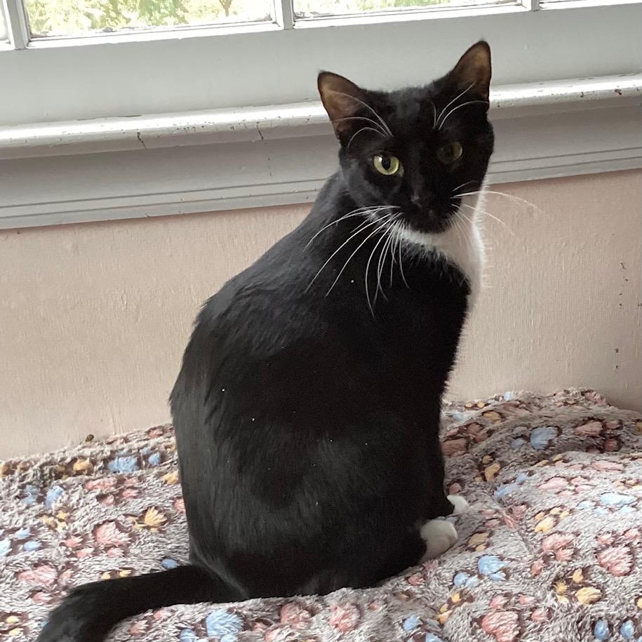 Enlarge CIRI  CUTE LIL WHITE SLIPPERS, a Adoptable Tuxedo in Bethel, CT image 2/5