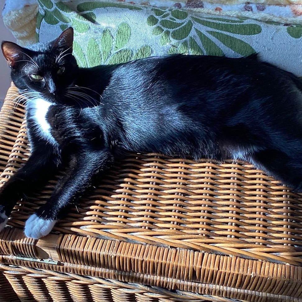 Enlarge CIRI  CUTE LIL WHITE SLIPPERS, a Adoptable Tuxedo in Bethel, CT image 3/5