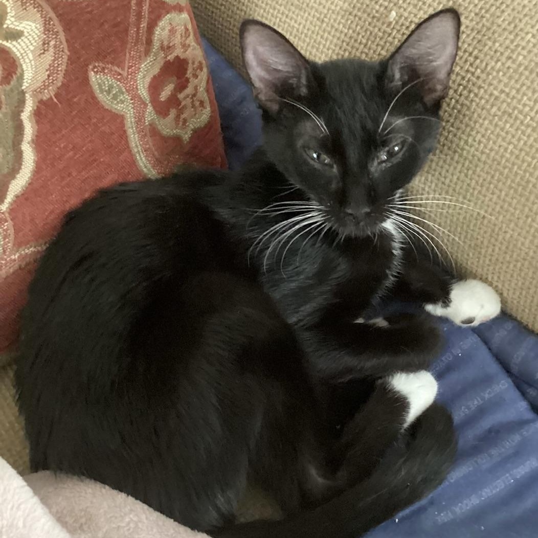 Enlarge CIRI  CUTE LIL WHITE SLIPPERS, a Adoptable Tuxedo in Bethel, CT image 5/5