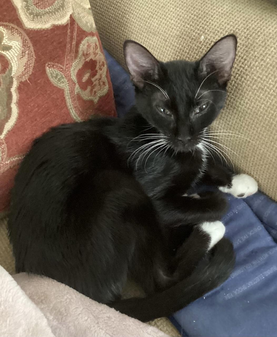 Ciri COMPANION/LAP CAT