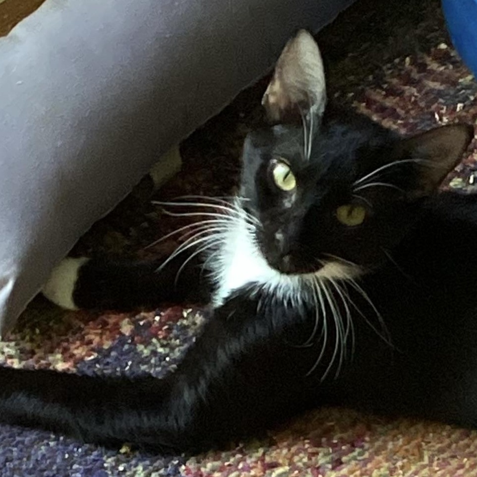 Enlarge CIRI  CUTE LIL WHITE SLIPPERS, a Adoptable Tuxedo in Bethel, CT image 4/5