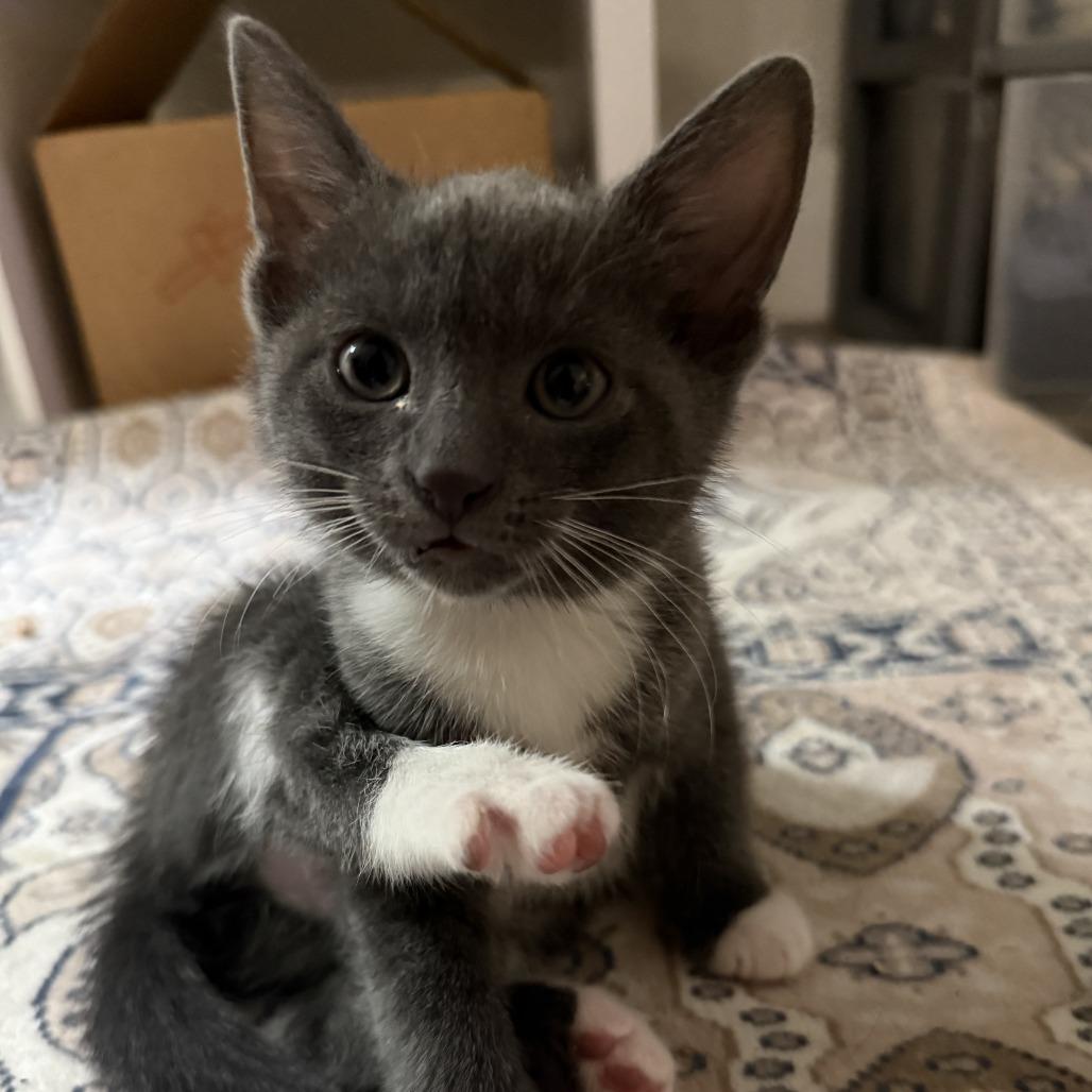Mavis, Adopted, Kitten Female Domestic Short Hair.