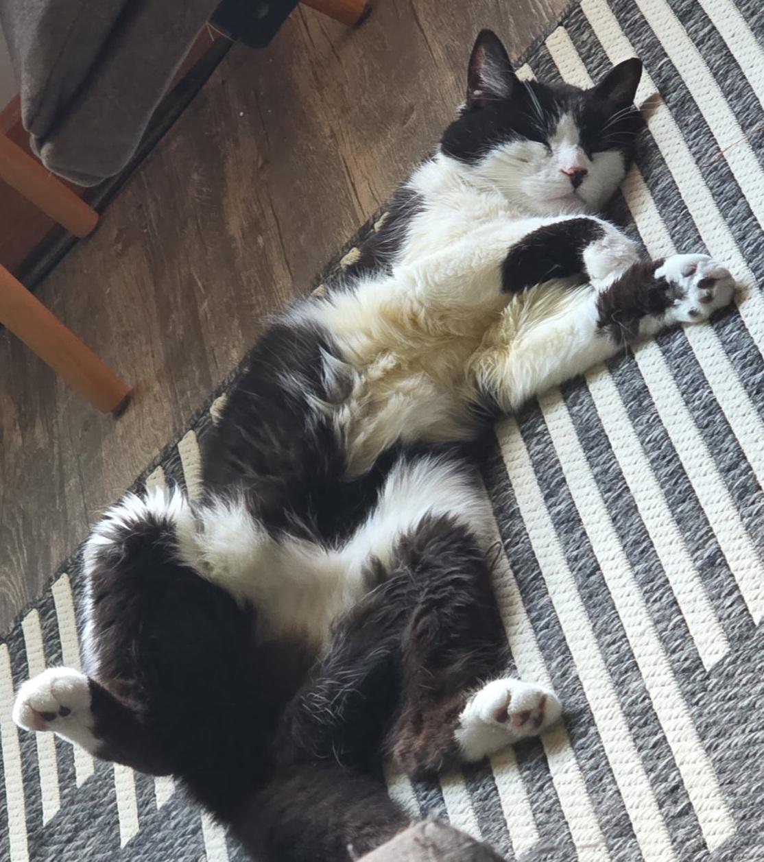 Zeva, a ADOPTABLE Domestic Short Hair in Jamesville, NY image 2/2