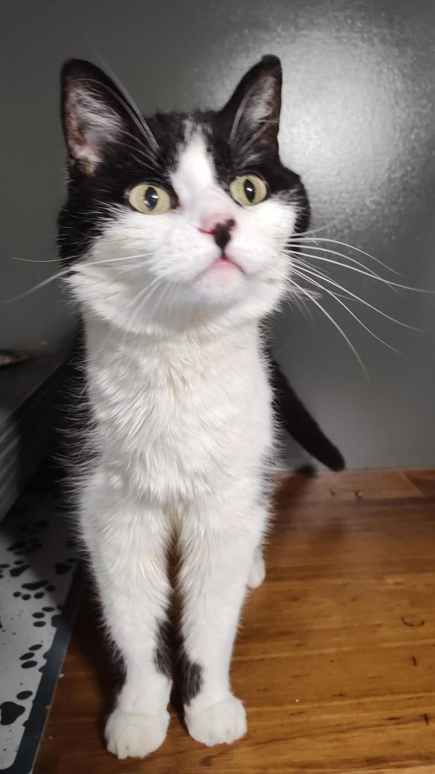 Zeva, ADOPTABLE, Senior Female Domestic Short Hair.