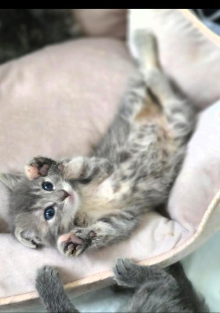 Enlarge Penelope, a Adopted Domestic Short Hair in Bristol, WI image 1/1