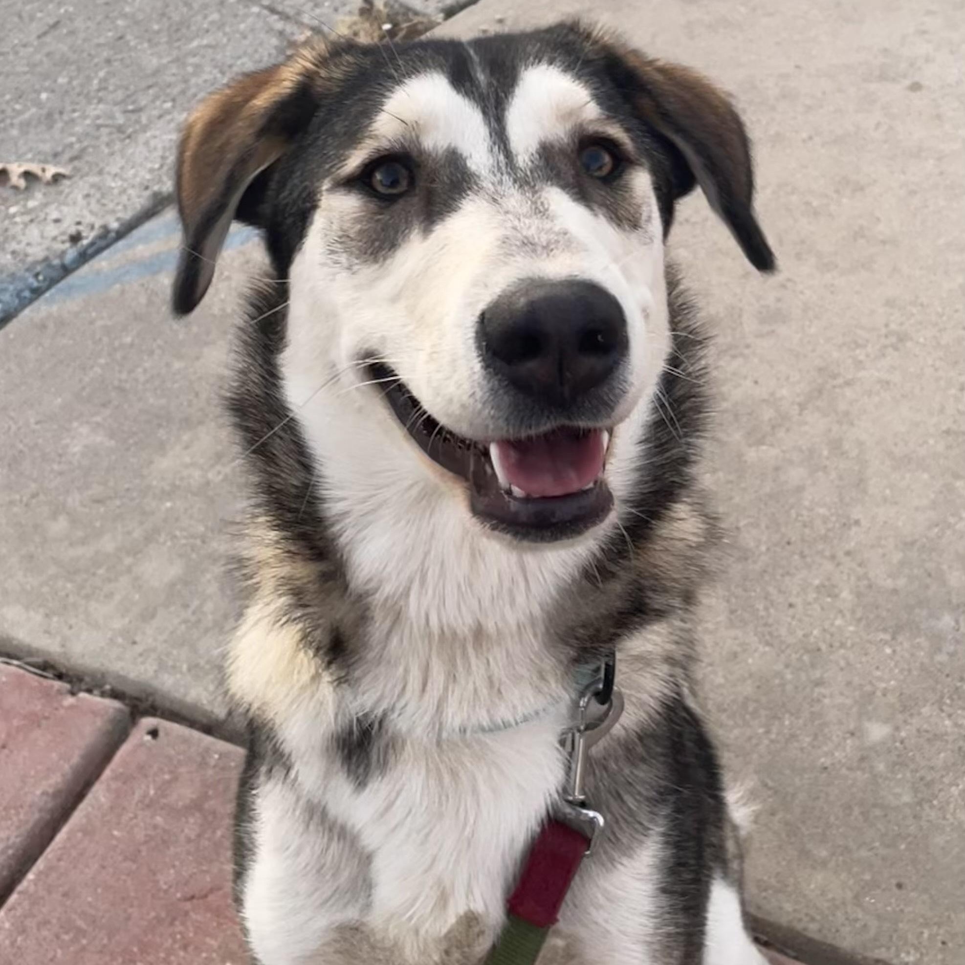 Pistachio, ADOPTABLE, Young Female Shepherd & Husky.