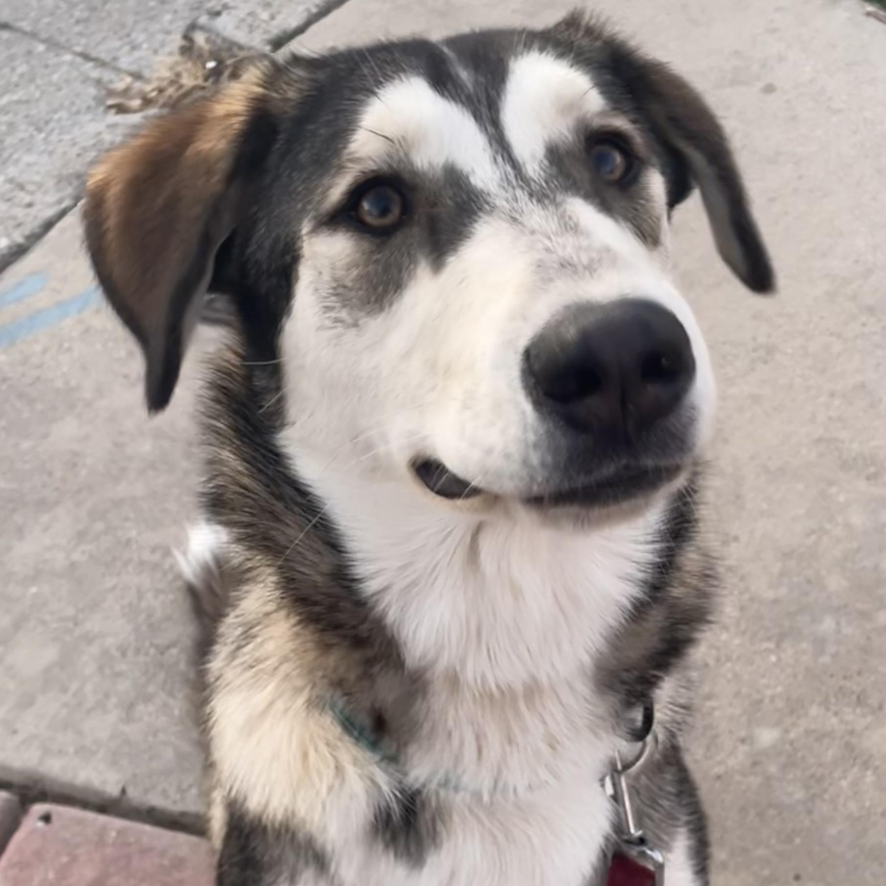 Enlarge Pistachio, a ADOPTABLE mixed breed in Fort Worth, TX image 3/5