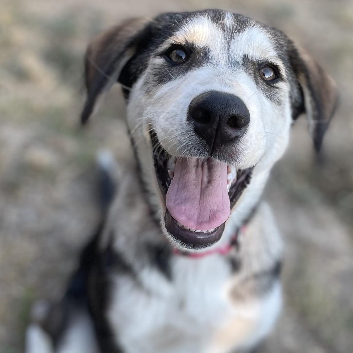 Enlarge Pistachio, a ADOPTABLE mixed breed in Fort Worth, TX image 5/5