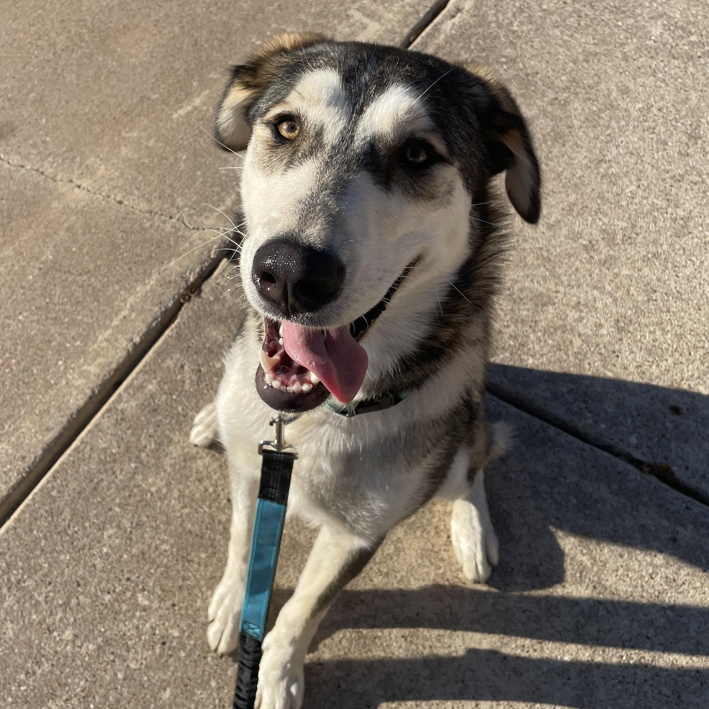 Enlarge Pistachio, a ADOPTABLE mixed breed in Fort Worth, TX image 2/5