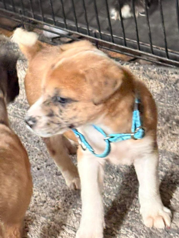 Balloon, Adoptable, Puppy Male Labrador Retriever & Australian Shepherd.