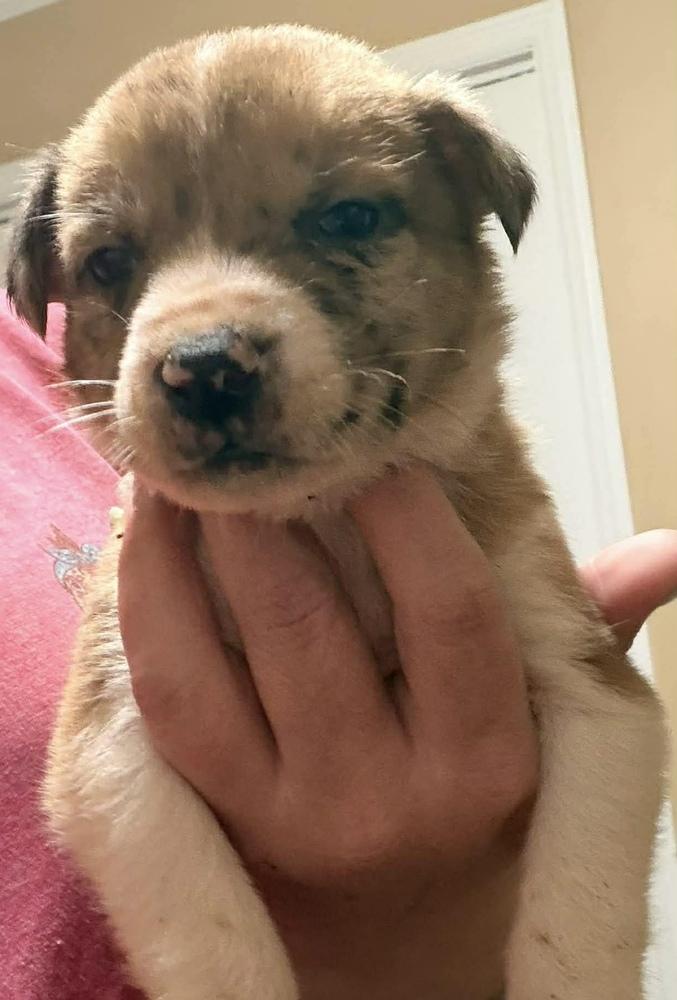 Enlarge Balloon, a Adoptable mixed breed in Poplar Grove, IL image 2/5