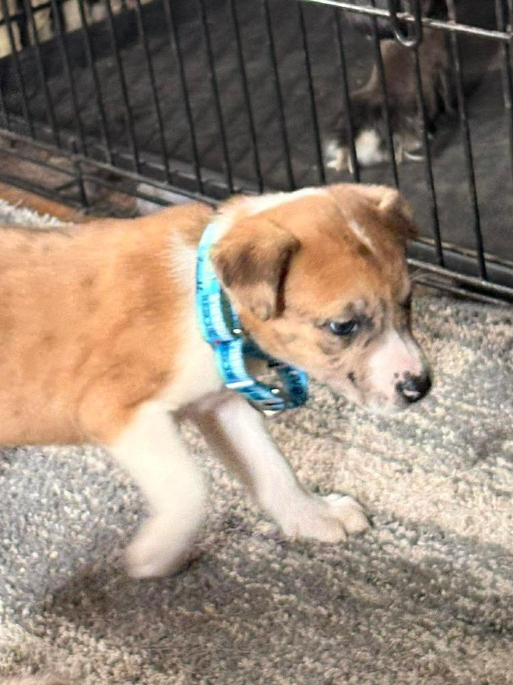 Enlarge Balloon, a Adoptable mixed breed in Poplar Grove, IL image 4/5