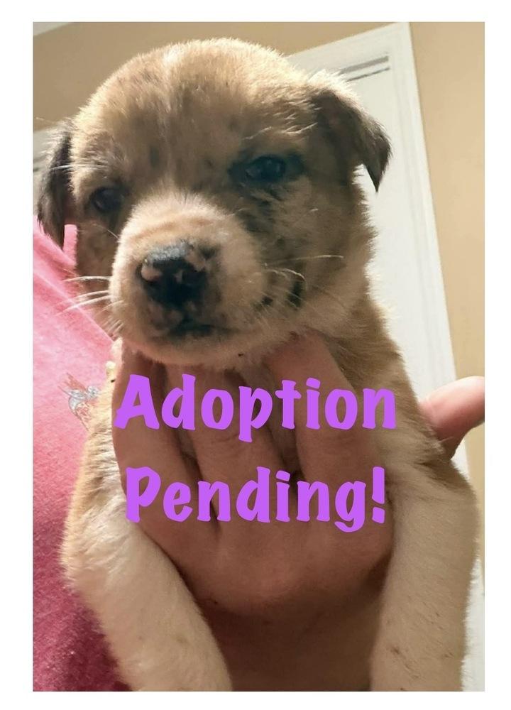 Enlarge Balloon, a Adoptable mixed breed in Poplar Grove, IL image 5/5