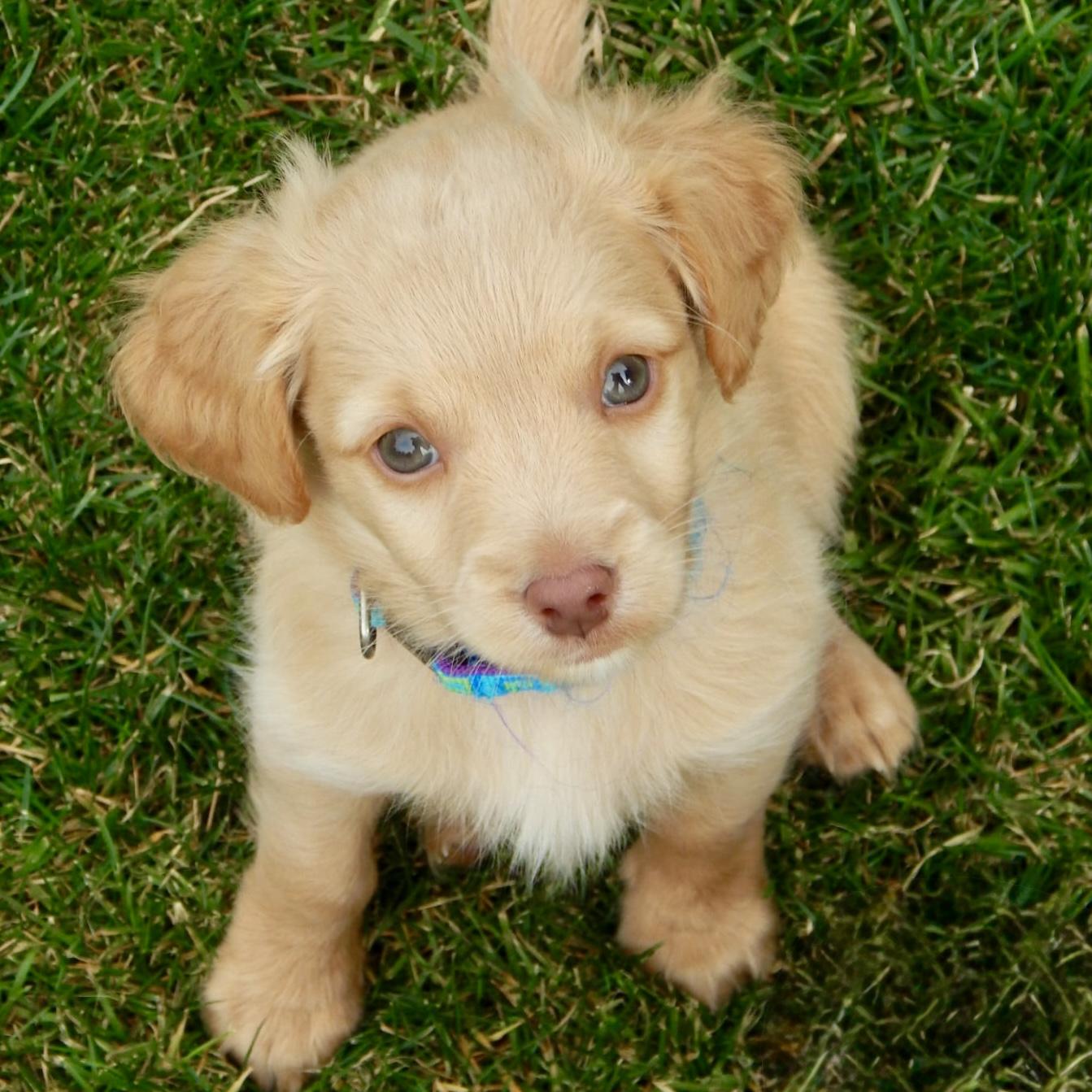 Cooper, a Adoptable mixed breed in Mead, CO image 1/2