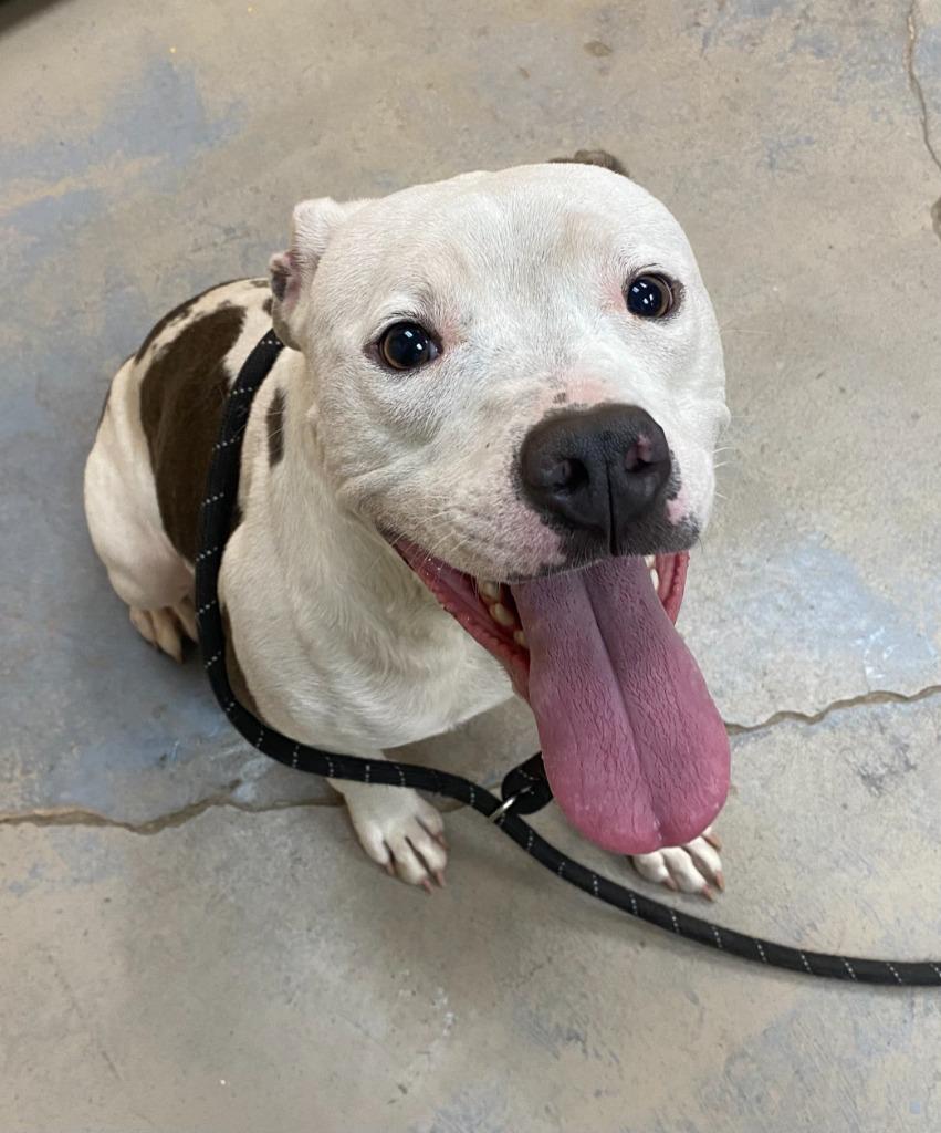 Enlarge Ozzy, a Adoptable mixed breed in Bryant, AR image 1/4