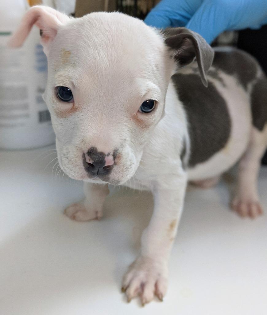 Enlarge Ozzy, a Adoptable mixed breed in Bryant, AR image 2/4