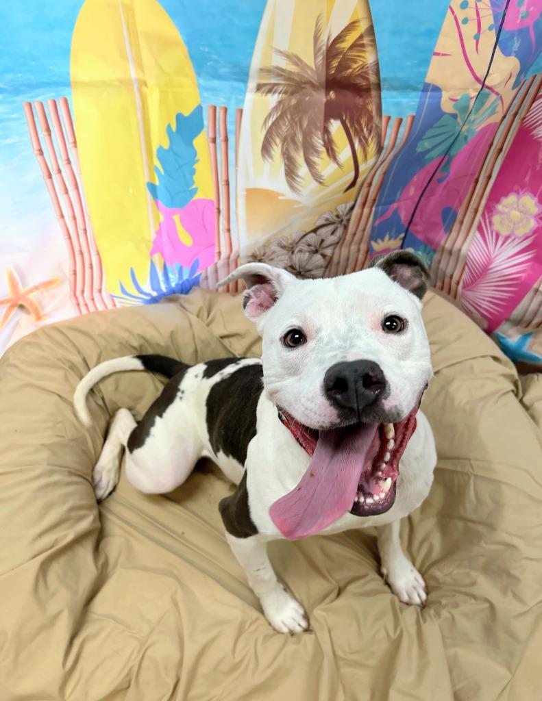 Enlarge Ozzy, a Adoptable mixed breed in Bryant, AR image 4/4