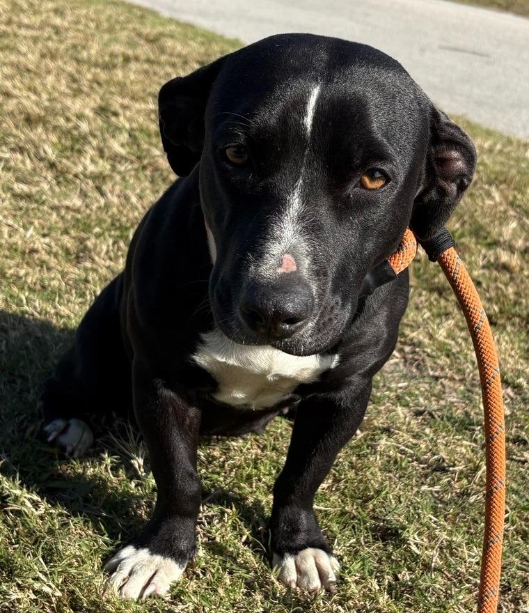 Enlarge Munchkin, a Adopted Dachshund in Wauchula, FL image 1/1