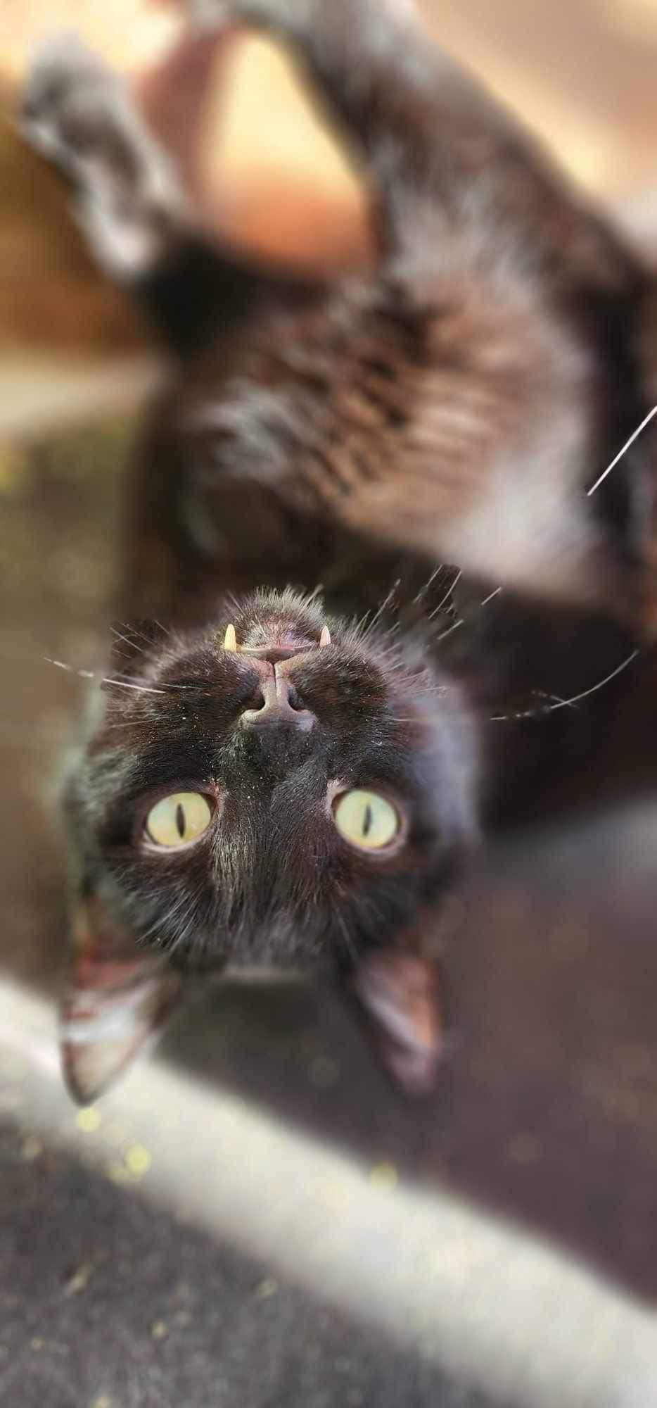 Roy (diabetic), a Adoptable Domestic Short Hair in Stoughton, WI image 4/4