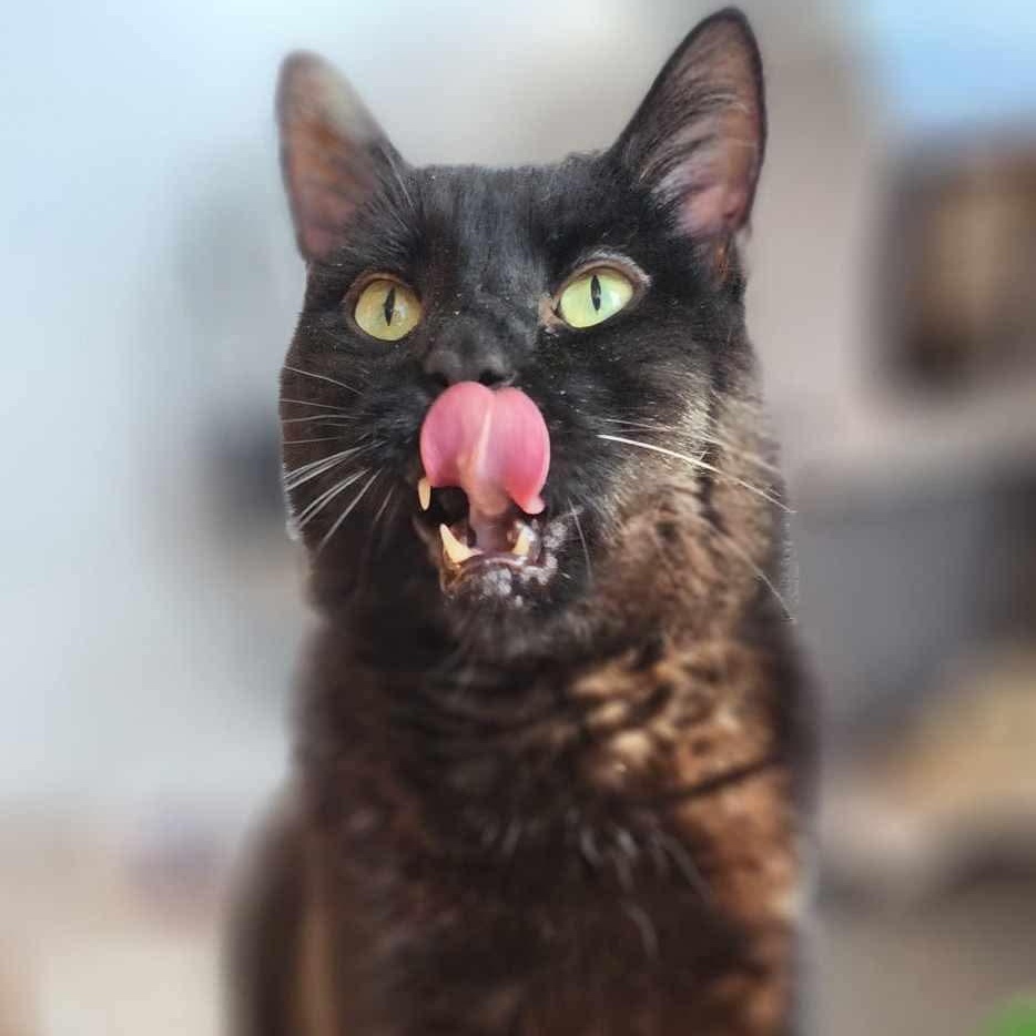 Roy (diabetic), Adoptable, Senior Male Domestic Short Hair.