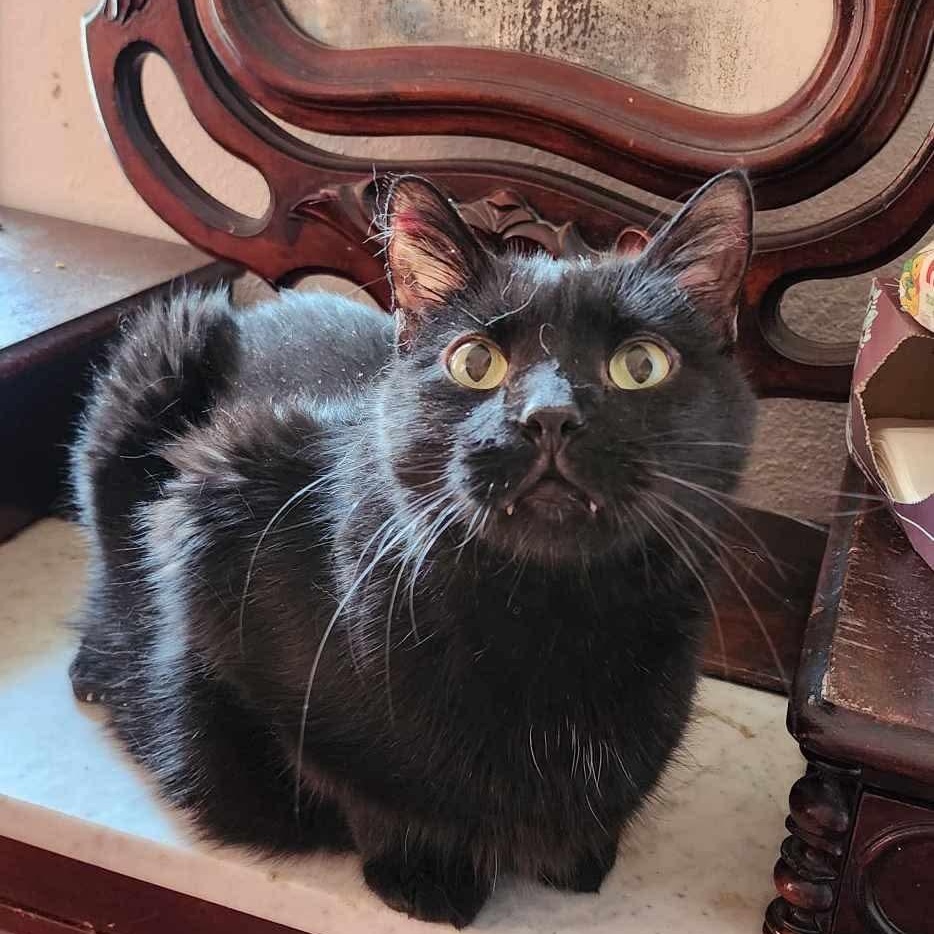 Roy (diabetic), a Adoptable Domestic Short Hair in Stoughton, WI image 3/4