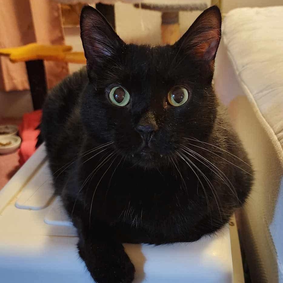 Roy (diabetic), a Adoptable Domestic Short Hair in Stoughton, WI image 2/4