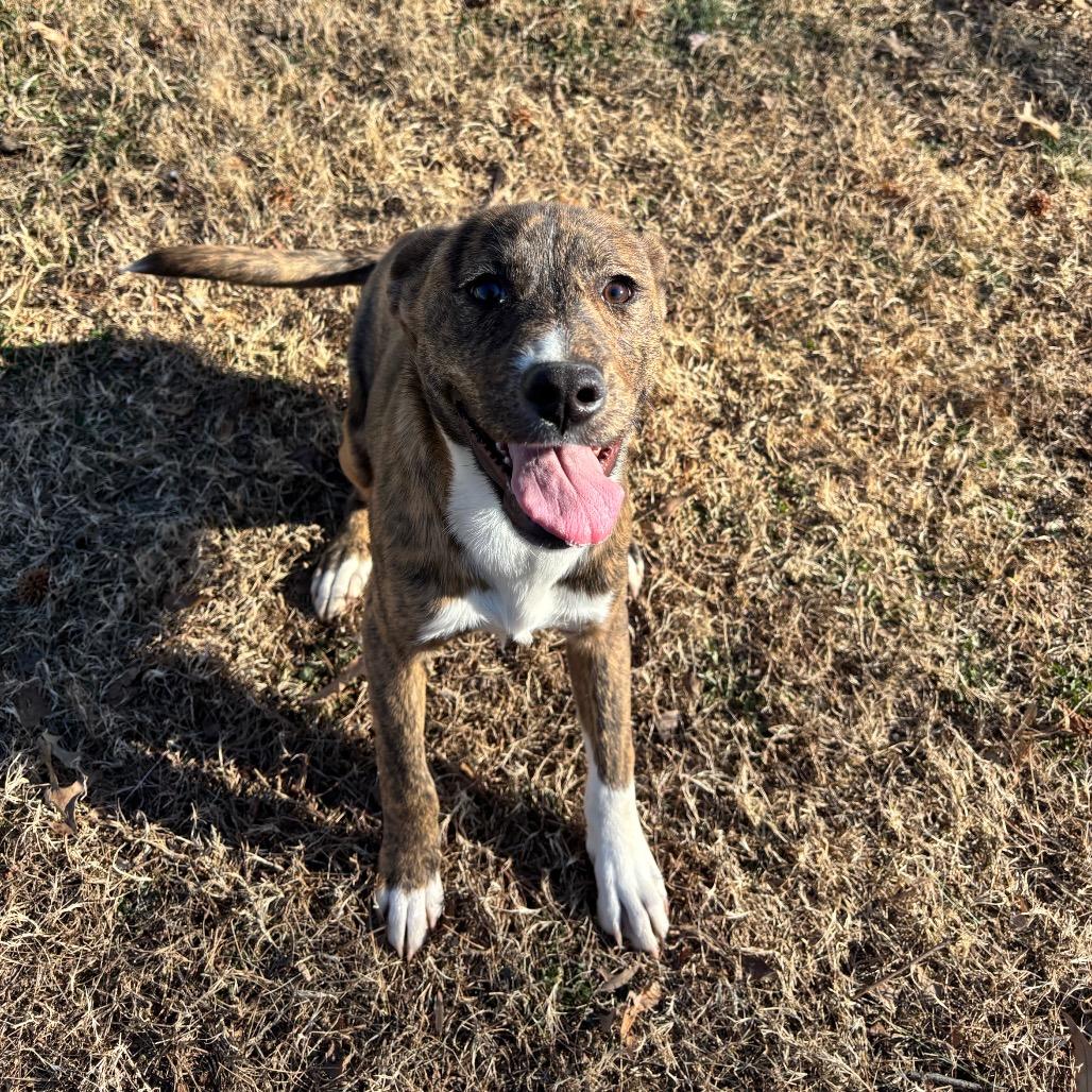 Katalina, Adoptable, Puppy Female Mixed Breed.