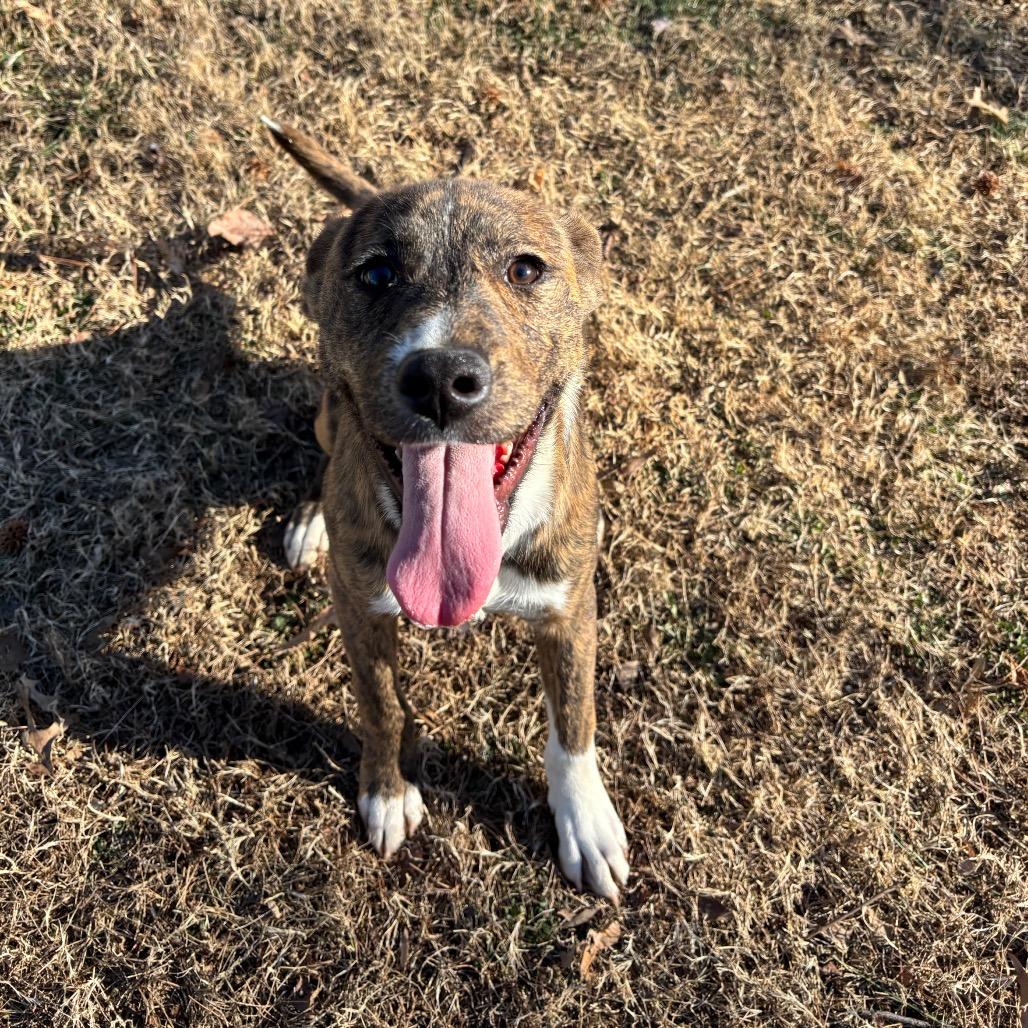 Enlarge Katalina, a Adoptable Mixed Breed in Roxboro, NC image 2/6