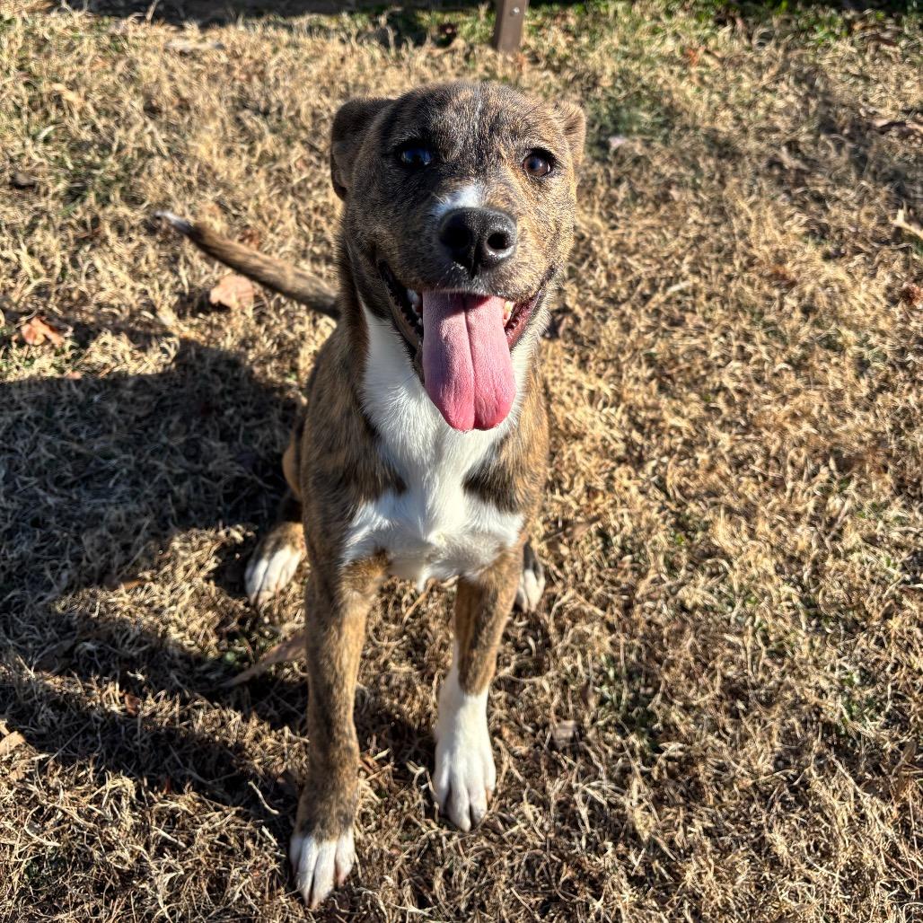 Enlarge Katalina, a Adoptable Mixed Breed in Roxboro, NC image 3/6