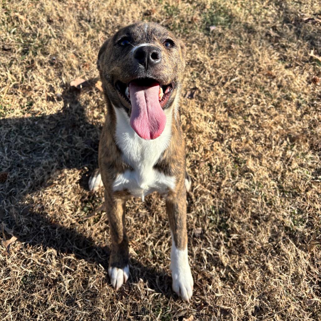 Enlarge Katalina, a Adoptable Mixed Breed in Roxboro, NC image 4/6